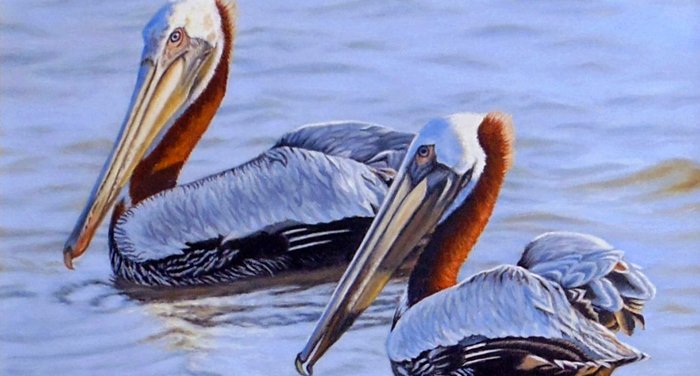 "Brown Pelican Companions" by Beverly Abbott